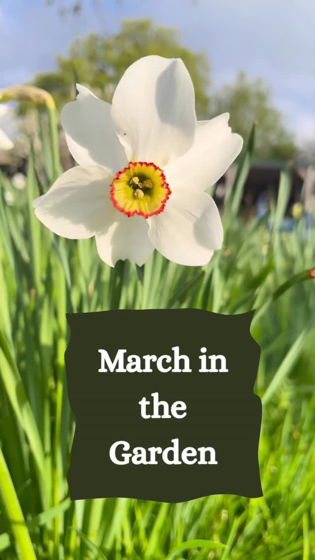 👩🏽🌾 March in the garden 🤍
The light has shifted, the soil is warming, and spring is properly on its way.
Here’s what I’m doing this month:
🌱 Deadhead spent daffodils & spring bulbs (leave the foliage)
🌱 Cut back any remaining perennials
🌱 Prune deciduous shrubs like buddleja, cornus & cotinus
🌱 Pot up dahlias to bring them into growth
🌱 Cut back old fern fronds
🌱 Sow hardy annuals
🌱 Plant summer bulbs — gladioli, crocosmia & lilies
Clear the old. Plant the promise.
March is where the momentum begins.
What will you be doing in your garden this month?
#thegranarygarden #marchgarden #springgarden #seasonalliving #gardenlife