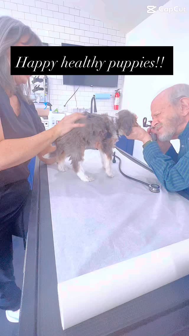 Vet day for our sweet babies 🐶💉
Health checks ✔️
Vaccines ✔️
Clear hearts & happy tails ✔️
We believe in doing things the right way. Every puppy leaves us healthy, vet-checked, and ready to thrive with their forever family ❤️
DM us to learn more about available babies.
#Bernedoodle #EthicalBreeder #VetChecked #HealthyPuppies #OhearonsAmazingPuppies