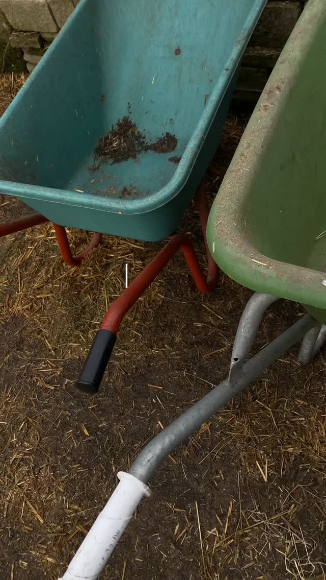 Spazieren im Schnee, kalte Luft, rote Wangen und dieses Knirschen unter den Hufen.
Ist zwar schon ein paar Tage her – aber ich wollte diesen Moment trotzdem noch teilen.