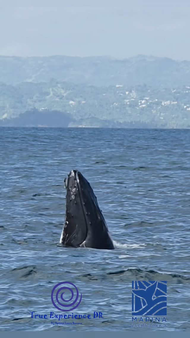 Home sweet home Samana is what are thinking the Dominican born humpback whales. Enjoy a day with them in their home in the Samana's bay.
#ballenas #homesweethome #dominicanrepublic #samana #experience_creator
