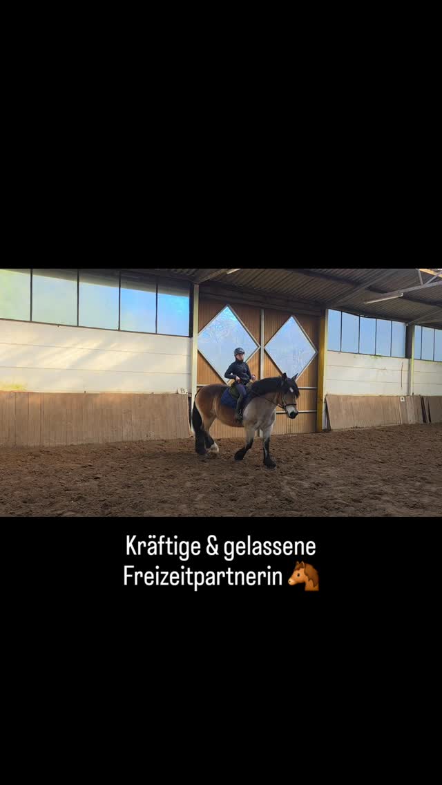 Caro 🐴
Kräftig, gelassen & vielseitig – deine neue Freizeitpartnerin!
Fein zu reiten, zuverlässig und geländesicher.
DM bei Interesse.
#Freizeitpferd #Verkaufspferd #GelassenesPferd #maresilange #equestrianlife