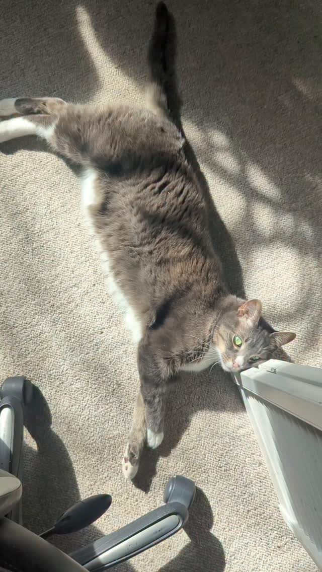Working from home with pets.
When they decide you've been staring at a screen for too long and they try to get your attention.