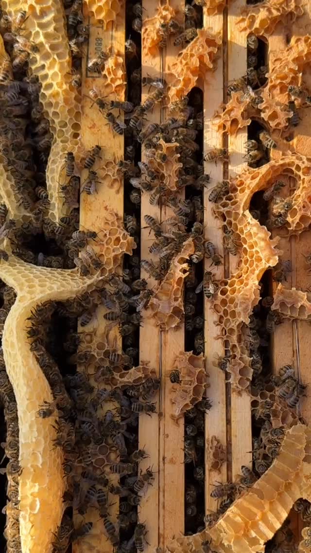 Début mars…
Des colonies déjà puissantes, du couvain bien installé et une dynamique prometteuse. Ça bourdonne !
Chaque ouverture de ruche donne une lecture précise de la nature environnante.
Le printemps commence maintenant !
🐝 Suivez la saison en direct
#lemielremyglaise #beekeeping #spring #lyon #printemps