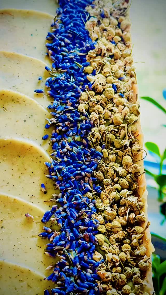 💜🌼 The Beginning here @apothecary.addict 🌼💜
✨ The bar that started everything:
“The Lavender Chamomile Premium Soap Bar” was the very first formula I ever created — born from a simple question:
If I could bring only one soap to a desert island… what would it be?
▲ △ ▴
A most soothing, milky-soft lather crafted for comfort, balance, and gentle restoration.
Loaded with raw shea, cocoa, and mango butters, alongside extra virgin olive and sunflower oils for a deeply nourishing cleanse.
Whole milk, colloidal oats, kaolin clay, organic turmeric, and blue butterfly pea flower 💙 unite to soften, calm, and refine — creating a bar designed with sensitive skin in mind. Blue butterfly 🦋 pea flower lends a subtle silkiness to the lather 🫧 - enhancing the bar’s signature softness against the skin.
🍃 Scented exclusively with pure botanical aromatics:
Lavender, chamomile, and a delicate whisper of ylang ylang.
Soft. Calm. Endlessly comforting.
△ An Apothecary Addict Original
△ A long-standing favorite
△ A ritual I still reach for
▲ Seasonal Offering
Enjoy 10% off through Saturday
Use code: WINTERSEND10
💜🌼✨
#LavenderChamomileSoap
#BotanicalSoap
#SensitiveSkinCare
#BlueButterflyPeaFlower
#ColdProcessSoap