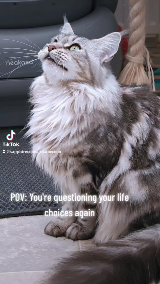 #mainecoon #sapphirecoons #mainecooncattery #catsforyou #queen