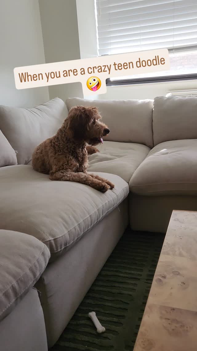 This is a series of steps that are super easy and quick that will teach your pup patience in just a few minutes a day.
Want to try it for yourself? Comment "CALM" and I'll send it to you 😉
If you need help to get started send me a message I got you!