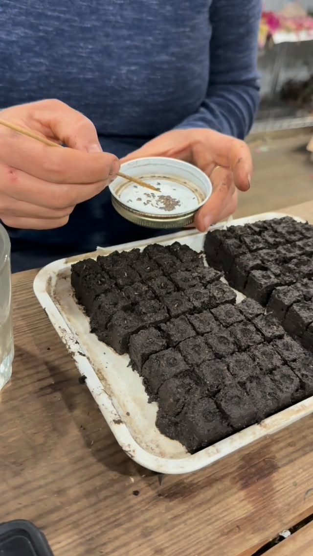 Growing a garden feeds my soul. Every day I get to watch tiny miracles unfold.
Yes, the gorgeous flowers at the end are pure joy. But the real magic is harder to describe. It’s the quiet wonder of watching a tiny seed push through the soil, the fulfillment of nurturing it along the way, and the deep pride that comes when it finally bursts into bloom.
I’d love for you to experience it for yourself.
Join us tomorrow for our Cut Flower Garden Workshop, where we’ll teach you everything you need to know to grow your own beautiful cutting garden. With the right flowers and a little know-how, you can create a slice of heaven right in your own backyard.
Come get your hands in the soil and leave inspired to grow something beautiful. Link in bio for tickets.
#yorkcountysc #lakewyliesc #belmontnc #cloversc #rockhillsc