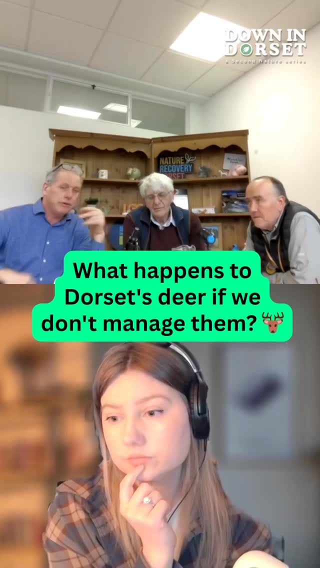 It’s a provocative topic, but it’s one we have to discuss if we’re serious about nature recovery. 🍃
In this episode of our Down in Dorset series, we’re stepping away from the “Disney” version of the countryside to look at the raw reality of conservation.
We’re talking about deer management—why it happens, the impact on our local ecosystems, and why “doing nothing” isn’t always the kindest option for our wildlife. 🌳🦉
It’s an honest, sometimes difficult conversation about the balance between protecting our woodlands and managing the species within them. ⚖️⛰️
Grab a cuppa and join Tim and me for a deep dive into the heart of Dorset’s conservation efforts. The new episode is out now! ☕️🎧
Huge thanks to @dorsetcounciluk for supporting the series.
#SecondNaturePodcast #DownInDorset #NatureRecovery #DorsetConservation
