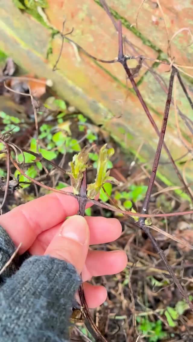 👩🏽🌾 Pruning clematis ✂️
It doesn’t have to be confusing. Once you know your group, it’s simple.
Group 2:
These flower in late spring/early summer on last year’s growth and often again later in summer.
When to prune - In late winter/early spring, lightly prune, remove dead or weak stems and cut back to a strong pair of buds.
This keeps the early flowers and encourages a second flush.
Group 3:
These flower on new growth produced this year.
When to prune - In late winter/early spring, cut back hard to around 20–30cm from the ground (just above strong buds).
Don’t be shy, they’ll grow vigorously and reward you with masses of flowers.
Knowing the difference means stronger plants, better flowering and no accidental flower-loss.
After pruning I give them a good mulch with some compost to give them a little boost for the growing season ahead.
Save this for when you’re standing in the garden wondering how brave to be!
#thegranarygarden #gardentips #pruningguide #seasonalgardening #clematispruning