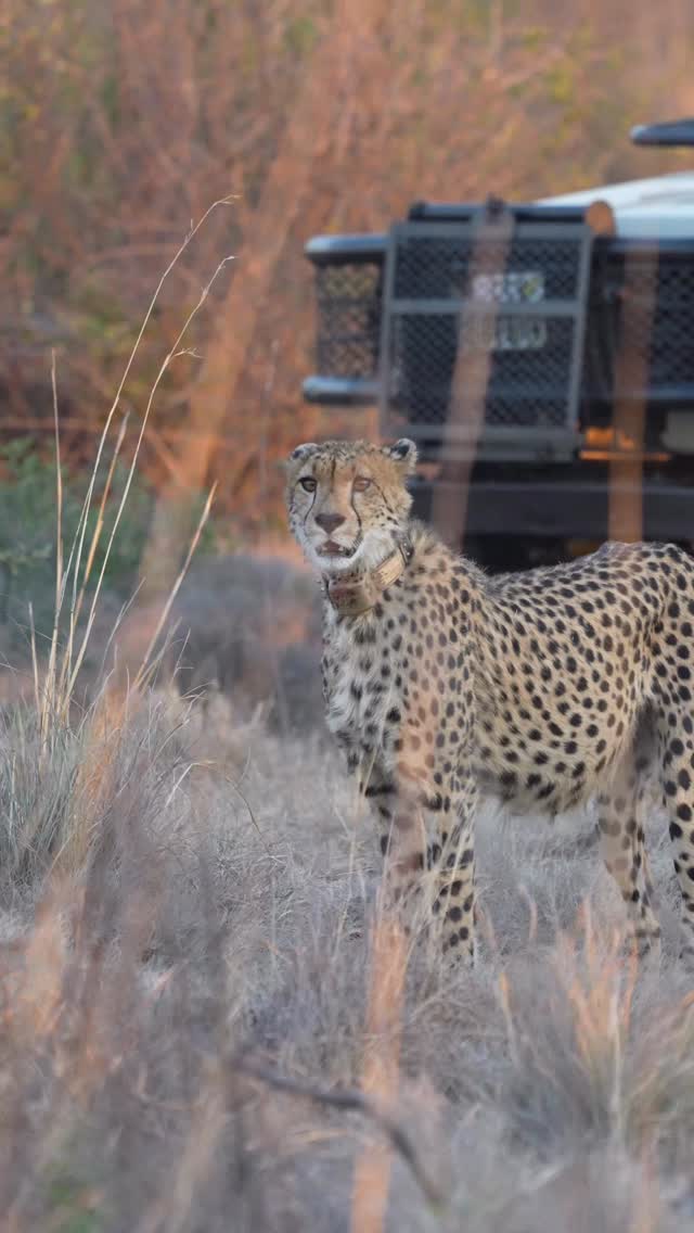 Nothing quite like amazing sundowners after some brilliant sightings on safari! 🍸🦁🐘
Lodge Photography | Safari Productions | Lodge Videography