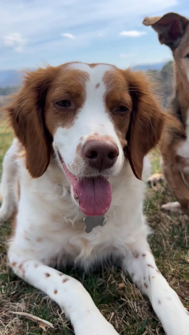 Luna wants everyone to know that you’re not the boss of her… unless cookies - and then maybe a little.