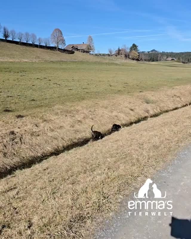 #dogwalking #happydogwalker #spazierenmithund #spazierdienst #spaziergänger