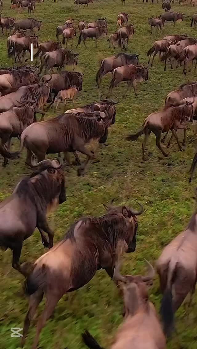 Calving season in Ndutu — where thousands of wildebeest calves are born within weeks, turning the plains into one of Africa’s most dramatic wildlife spectacles. 🐃🌿
📩 Plan your Tanzania safari with GNade Safaris
📧 Email: info@gnadesafaris.com
📲 WhatsApp: +255 793 832 959
🌍 Website: www.gnadesafaris.com�
#gnadesafaris #Ndutu #CalvingSeason #GreatMigration #TanzaniaSafari Serengeti WildlifeExperience VisitTanzania