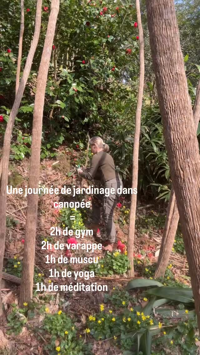 Dans une époque où tout est déconnecté de la nature jardinons à fond👨🌾 jardiner est bon pour la planète notre corps et notre moral
J’adore jardiner dans canopée, c’est une forêt au creux d’un talweg de 300m de long et 40m de profondeur. Le travail y est acrobatique et plaisant
🌱si tout paraît naturel tout y est maîtrisé, nettoyé à la main et laissé sur place en tas discrets
🌱cette année avec le gel les woodwardia ont brulé et sont donc à éliminer une par une
🌱canna hedychium tetrapanax setaria et surtout les bananiers sont minutieusement débarrassés de leurs feuilles mortes ce qui représente un travail long et physique
🌱a ceci s’ajoute l’élimination des fleurs des quelques 150 hortensias
👨🌾avec la pluie diluvienne de février nous n’avons pas pu travailler sur les coteaux devenus boueux et très glissants alors nous essayons de rattraper le retard pour l’ouverture le 26 avril
🌱la végétation est déjà repartie et tout va aller très vite maintenant
🌴jardin des barthes classé remarquable un des plus beaux jardins de France 15mn d’ Hossegor 30mn de Biarritz 45mn saint Sébastien
#garden #gardening #jardin #nature #bananier