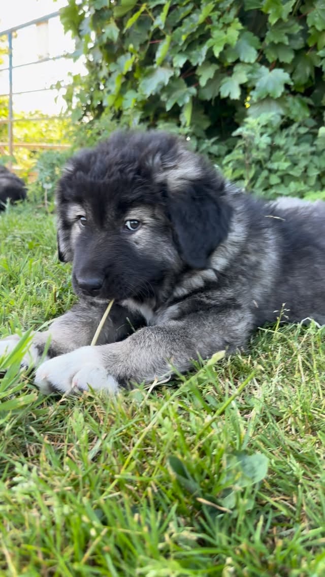 My baby bear all grown up! 🤩