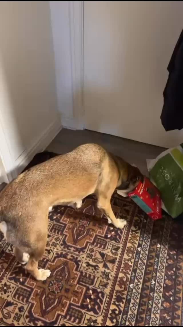 Benny would like to formally submit his application for Head of Quality Control at @eat_surreal .
First official product review: 10/10. Would absolutely stick his head in the box again.
#cereal #proteinbreakfast #highproteinbreakfast #surrealcereal #dogsofinsta