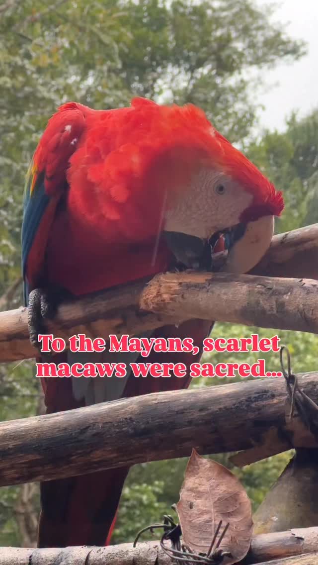 You can understand pretty easily why the Mayans thought scarlet macaws were messengers of the Gods - I don’t think I’ve ever seen a bird quite so striking.
Our second stop on @lupine_travel trip to Central America were the 1,3pp year-old Mayan ruins of Copan in Honduras 🇭🇳 where we came face to face with these incredible birds, who appear literally everywhere in Mayan mythology.
Thanks to the efforts of @macawmountainbirdpark nearby, over 50 birds have been reintroduced to the National Park with another 300 in their care who in the words of the Foo Fighters will hopefully make their way home and learn to fly!
#visithonduras #copán #macaw #someoneelsescountry