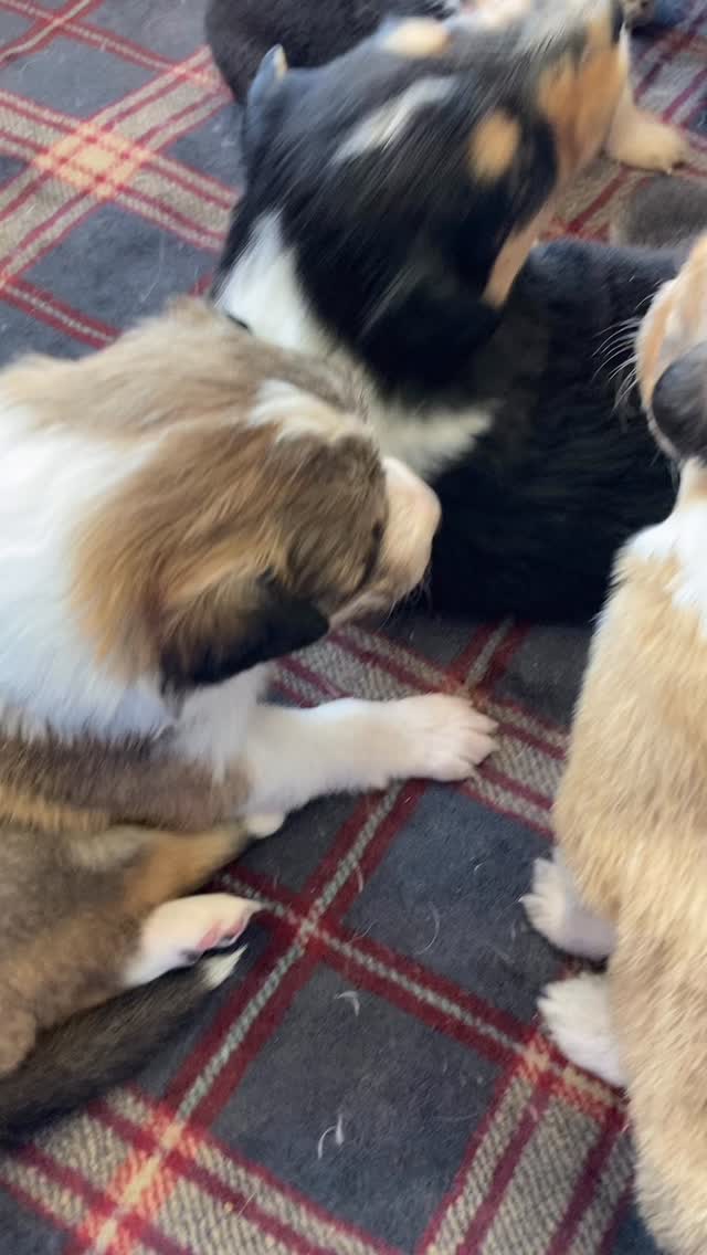 Ok, almost 3 weeks old and these little cuties are doing great! 6 black, 3 brown, 5 girls, 4 boys! More pictures coming soon. If anyone has any interest in these perfect pups, send us a message to come see them or if you have any other questions! #puppy #scotchcollie #pet #farmdog #farmlife