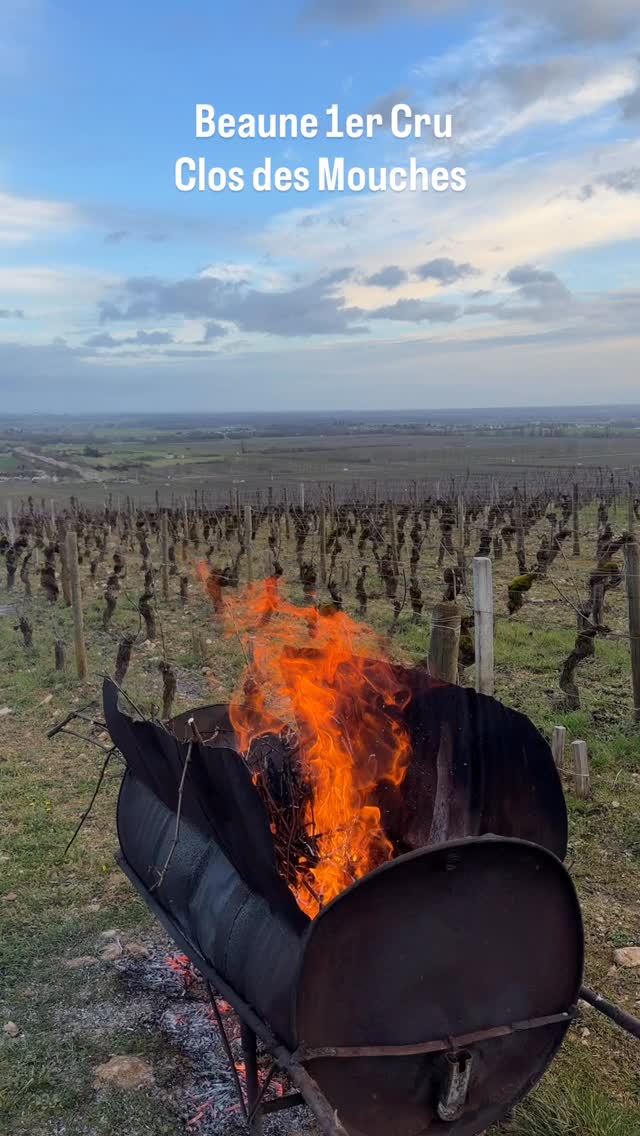 Le froid pique encore un peu le matin, mais quelle vue de notre Beaune 1er Cru Clos des Mouches 😍🍇
Nous terminons la taille ✂️ et le tirage des sarments 🔥
Les travaux d’hiver touchent à leur fin… les vignes sont prêtes à entrer doucement dans un nouveau cycle 🌱
Chaque pied a été taillé avec précision et patience, parcelle par parcelle, pour préparer au mieux le millésime à venir.
Un moment clé dans l’année, discret mais essentiel 💪
#Beaune1erCru #ClosDesMouches #Bourgogne #vindebourgogne #winelover