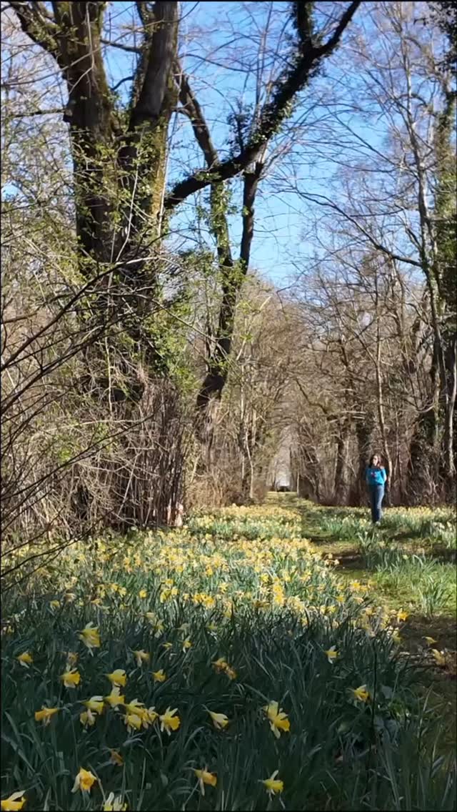 Dimanche , c’est la fête des jonquilles Lady pincky blue est impatiente
@laremorquedegab
#petitchateaudelabrosse #nottonville #jonquilles #goldenretriever