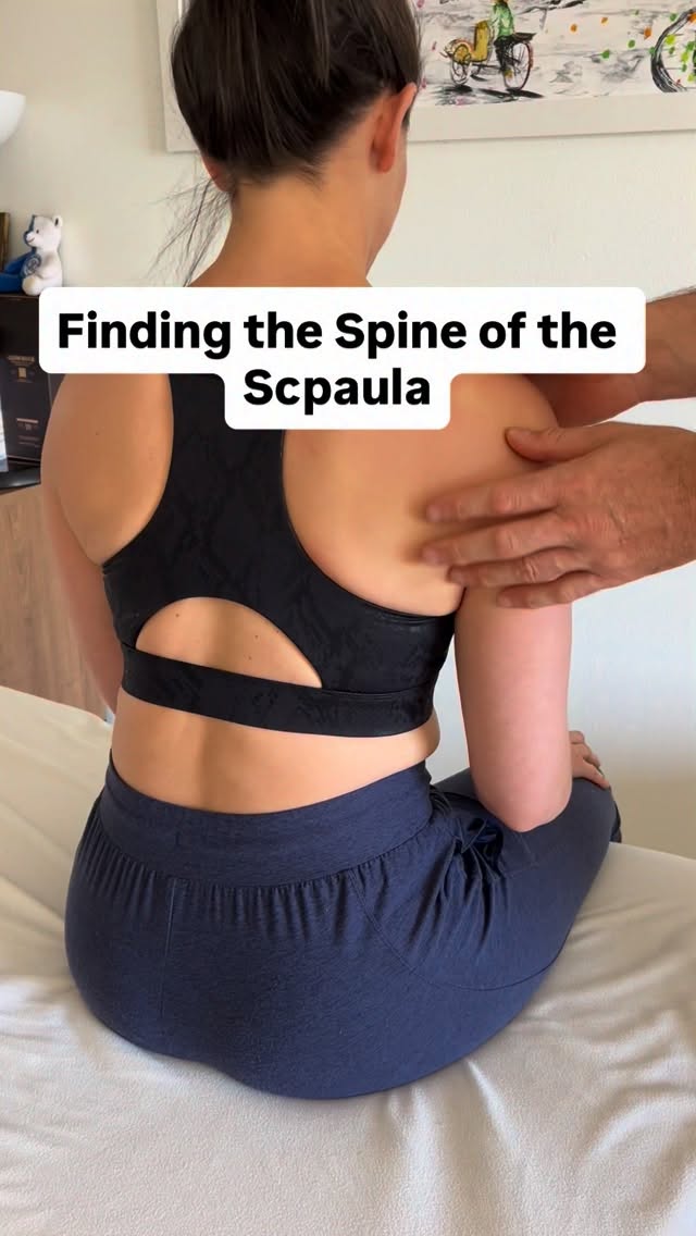 Comment “FOUND IT” if you can palpate this without looking at notes.
Most shoulder assessments go wrong before movement even starts
The spine of the scapula is your roadmap to the posterior shoulder. If you can palpate it confidently, you instantly improve landmark accuracy, muscle differentiation, and overall assessment confidence.
.
#AnatomyEducation
#ClinicalAnatomy
#PalpationSkills
#AnatomyLearning
#massagetherapy