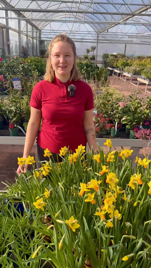 🌿 Neue Öffnungszeiten ab dem 02.03.2026
Mo–Fr: 8–18 Uhr
Sa: 8–13 Uhr
Die Gartensaison startet – wir freuen uns auf euren Besuch! 🌸
Fast Täglich kommt frische Ware herein, damit ihr eure Gärten, Terrassen und Balkone wieder aufhübschen könnt.
#baumschule #garten #frühling #frühlingserwachen #pflanzen