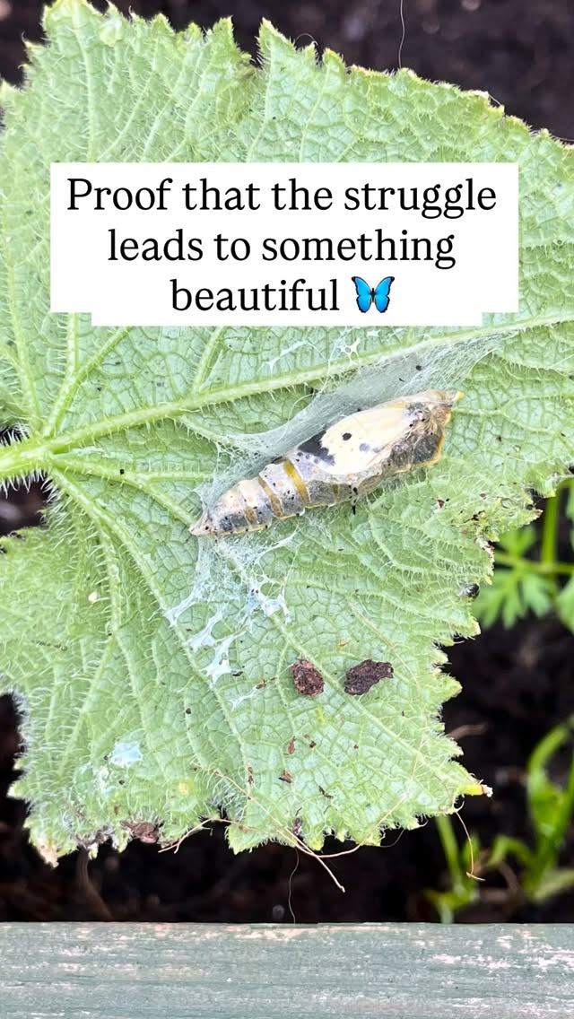 I caught this little one breaking free a few years ago. Itās easy to forget that before you fly, thereās a lot of struggle and a whole lot of waiting in the dark. If youāre in your own āchrysalisā phase right now, keep going. Your wings are coming. š¦
Tag someone who needs a little hope in their life š¤ #hope #garden #butterfly #nature