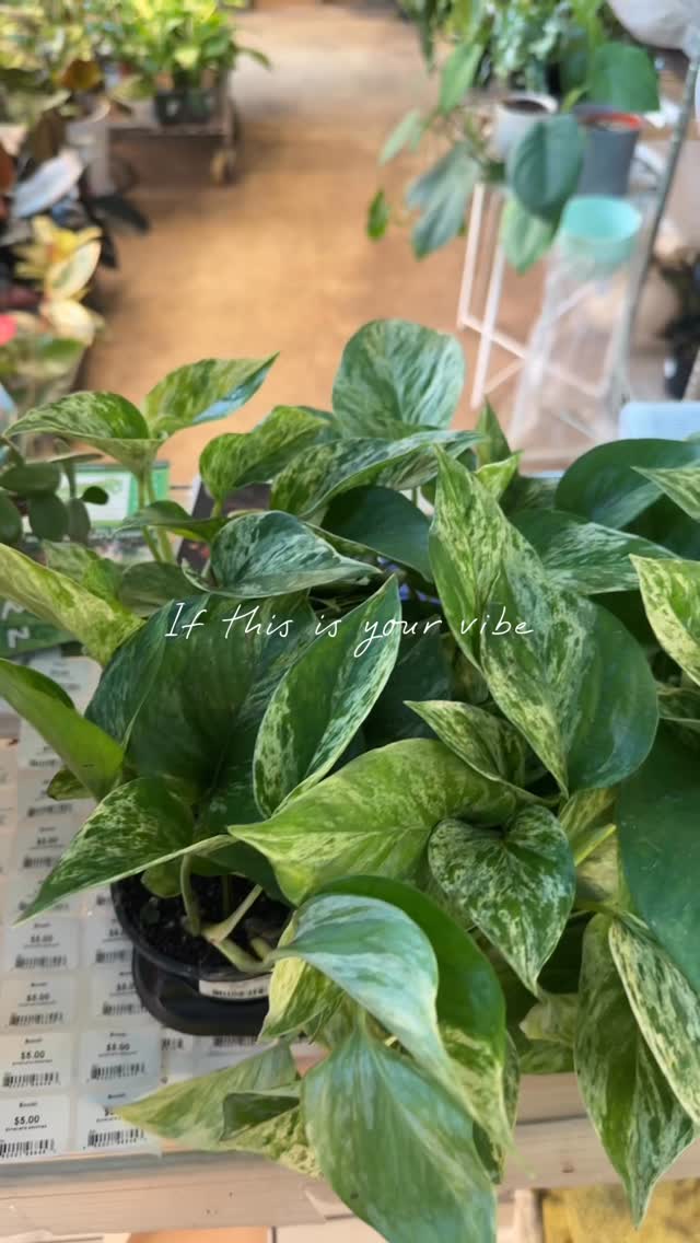 The place to be if you like plants!🪴
#booshnursery #plantlover #plantshop #indoorjungle #smallbuisness