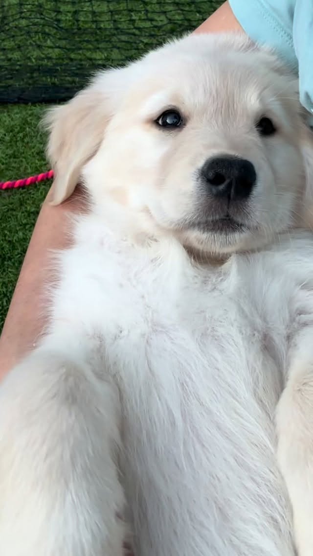 Sydney and her bellyrubs 💛
#goldenretriever #goldenretrieverpuppy #puppies #puppy #socal
