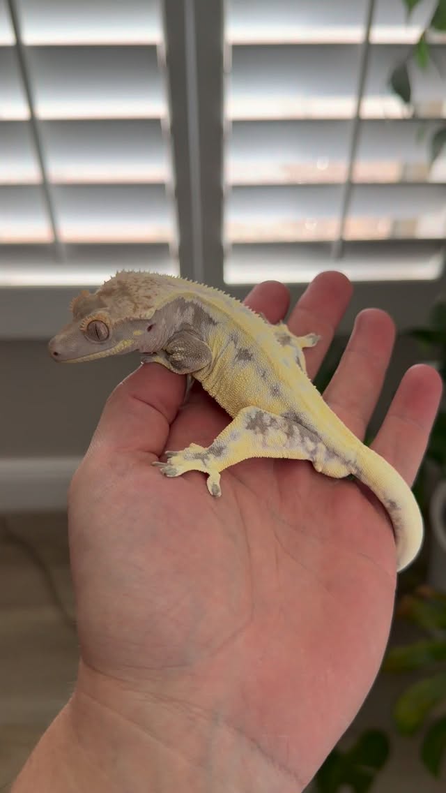 This Lavender Frappuccino stud is headed out to @wasatchgeckos! Don’t sleep on the @morphmarket auctions we run! #crestedgeckos