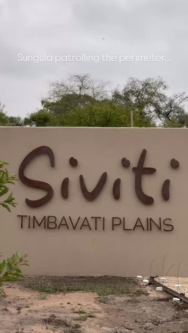 It’s always thrilling to see a leopard in the bush, but seeing one from your window or outside the gate? That’s legendary.
Every now and then, Sungula graces the lodge with her presence, moving silently through the camp. She’s a reminder that at Siviti, the wilderness doesn’t stop at your door.
Make sure to keep an eye out for her when you’re visiting us; you never know when she might make an appearance.
Tap the link in our bio to explore your stay options and see where the wild meets your window.
#safari #africansafari #wildlifeofsa #wildlifesafari #wildlifeofinstagram
krugernationalpark thornybushgamereserve luxurysafari luxurysafarilodge travelsouthafrica southafricasafari big5 conservation thisissouthafrica soulful_moments wildlife
