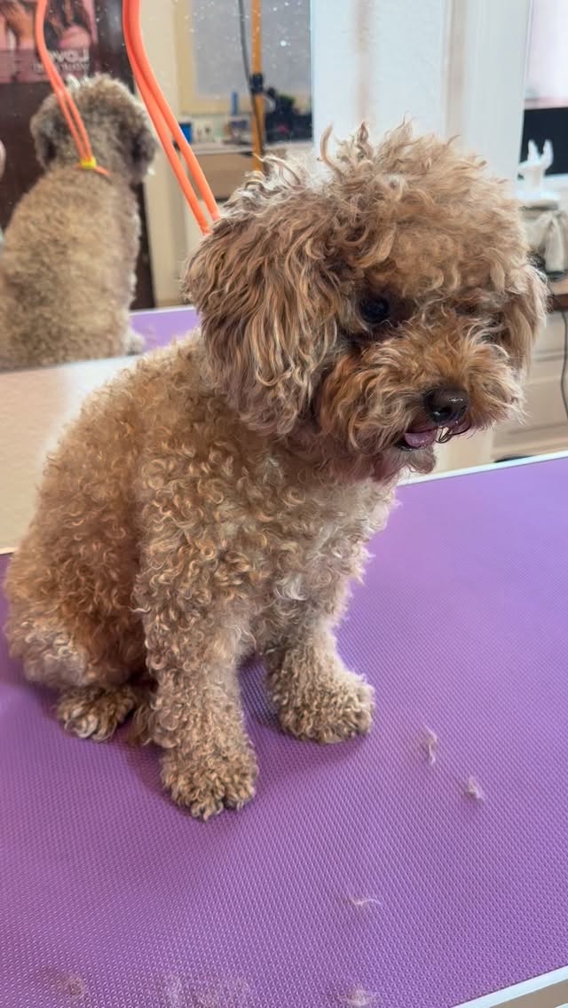 #grooming #hundesalon #grooming_luzern #pudel #hundesalonluzern