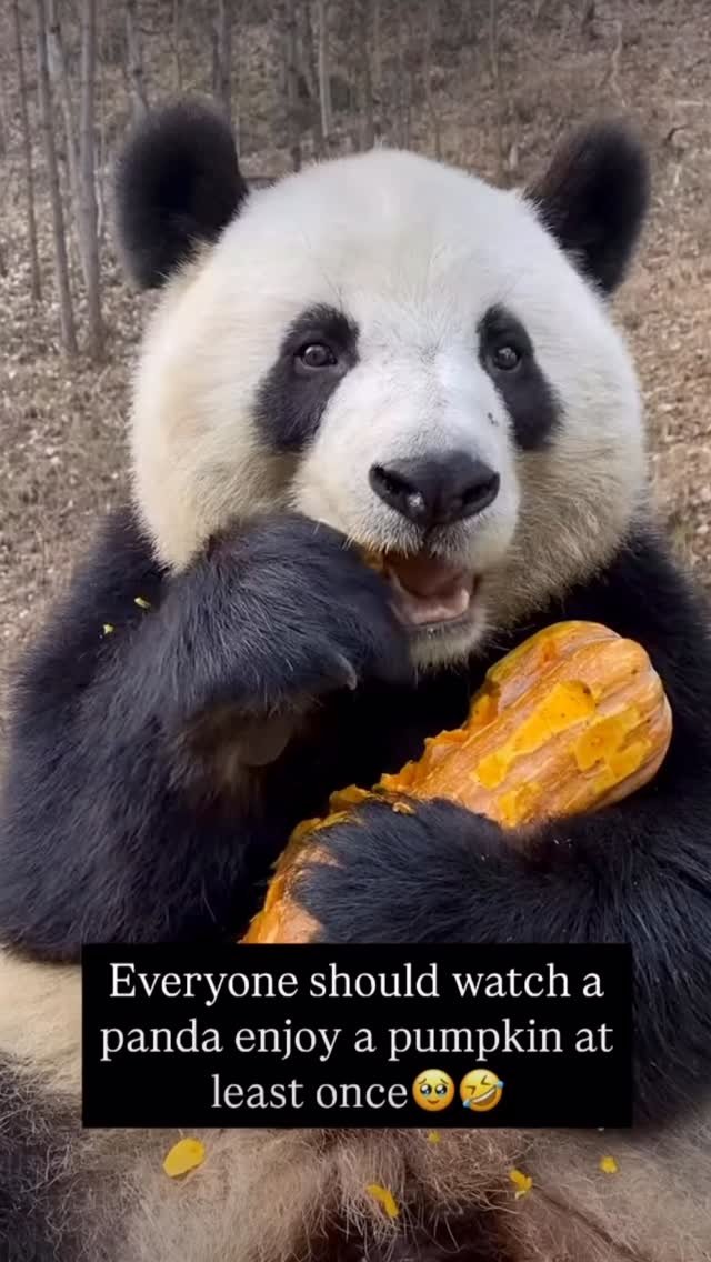 Tune-in Tuesday. This is your ‘moment to pause’, take a deep breath and come back to the present moment. There’s something grounding about watching simple joy. There’s no rush, no performance, just pure presence. A small reminder that life doesn’t always have to be complicated to be good. Video thanks to @pubity #momenttopause #mindfulness #meditation #breathe #inspiration