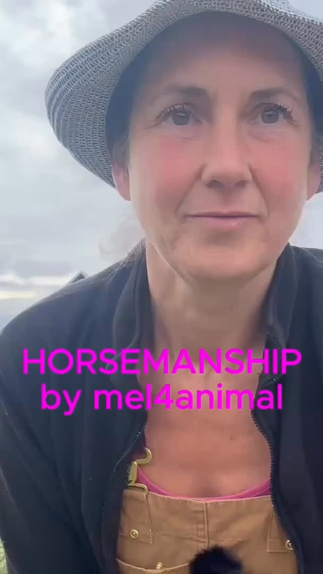 Horsemanship mit Armani ❤️ #mel4animal #veldenamwörthersee #horsemanship #horse #pferdeverstehen