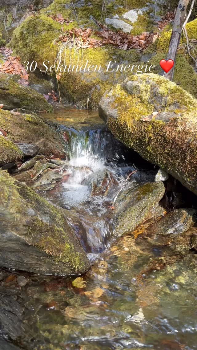 Energie tanken in 30 Sekunden ❤️ #mel4animal #veldenamwörthersee #energy #waldbaden #happydog