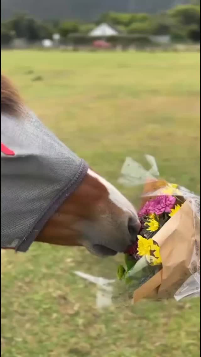 We got to say our goodbyes to our beloved vet Dr Estian. You will be missed so much by the haven family. You were an incredible vet and a very special person and you will remain in our hearts forever. ♥️♥️♥️🐎🐎🐎
Rest in Peace Estian. Heaven has gained an angel.