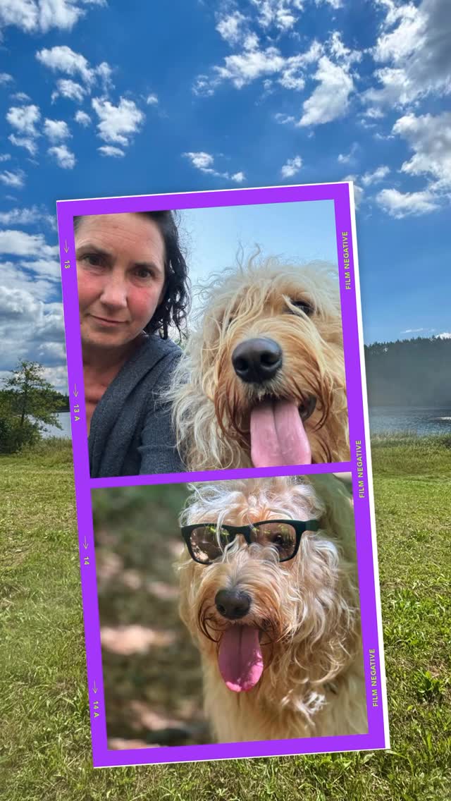 Samy treffen nur bei mel4animal.com ❤️ #mel4animal #worldsamys #training #happydog