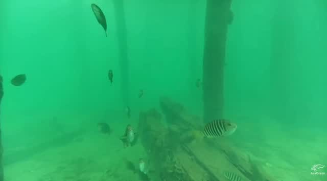 Today on our Edithburgh live stream, a school of zebrafish passed through the frame.
Zebrafish are small, striped fish known for their tight schooling behaviour, which helps them respond quickly to changes in their environment. Seeing them active like this is especially interesting during the current HAB (Harmful Algal Bloom) conditions along parts of our coastline.
Real-time footage like this helps us observe how marine life behaves as ocean conditions shift.
Watch it live on AusOceanTV and see what’s unfolding beneath the surface.
.
.
.
.
.
.
#ausocean #southaustralia #marinelife #edithburghjetty #HAB