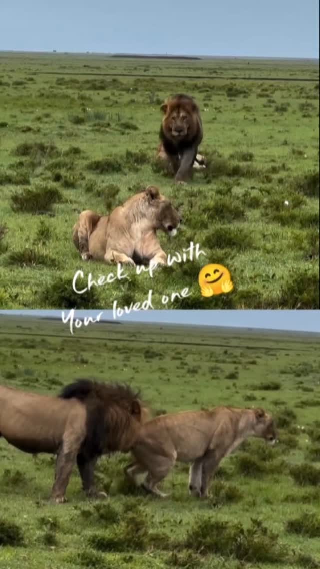 Check up on your loved one… even in the wild, connection matters. 🦁
A powerful moment as a male lion follows a lioness during mating season — nature guided by instinct and survival.
📩 Plan your Tanzania safari with GNade Safaris
📧 Email: info@gnadesafaris.com
📲 WhatsApp: +255 793 832 959
🌍 Website: www.gnadesafaris.com
#gnadesafaris #LionMating #TanzaniaSafari #WildlifeMoments #SafariLife VisitTanzania