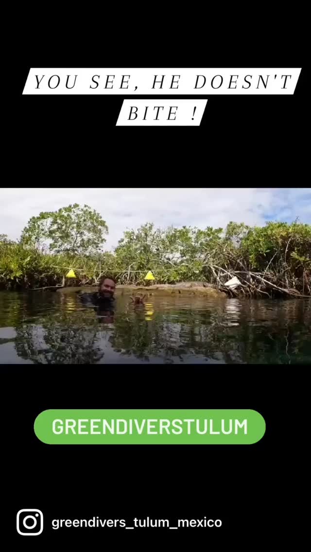 Who says you don't see any wildlife while cenote diving !
#tulumdiving
#cenotediving
#padi