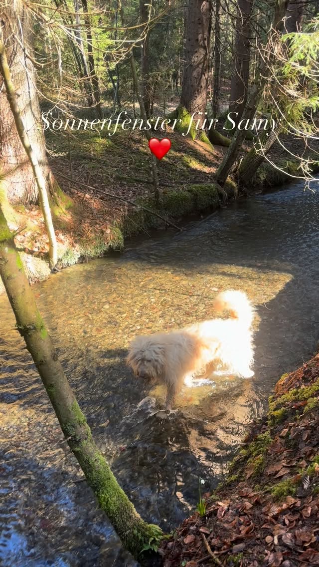 Sonnenfenster für 30 Sekunden Energie ❤️ #worldsamys #veldenamwörthersee #energy #waldbaden #sonnenfenster