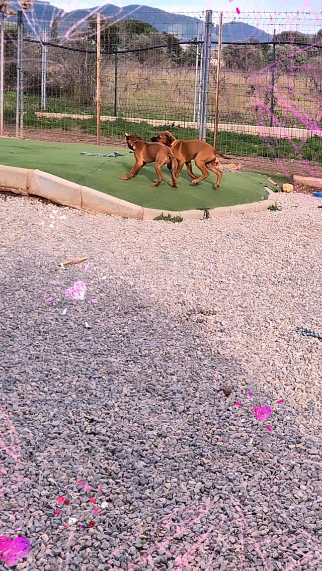 Le frère et la sœur ils s'amusent trop bien #rhodesianridgeback #vacances canine#pensioncanine