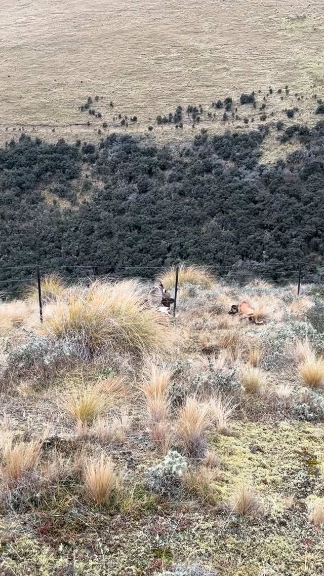 Big angry boar 🐗 #southislandhuntingnz #pighuntingnz #boar #hunting