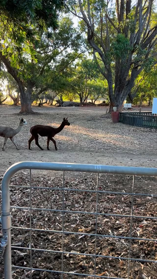 Afternoon alpaca train.