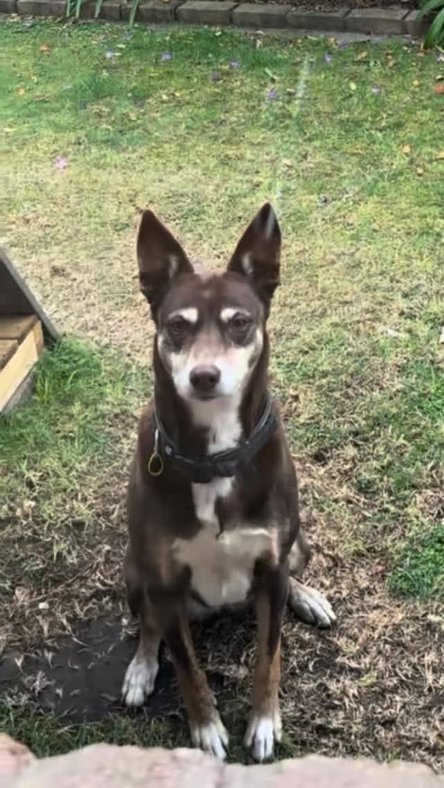 All it takes is a single photo…
Individually designed and custom made for BJ’s family ❤️
Made by pet lovers for pet lovers 🐾