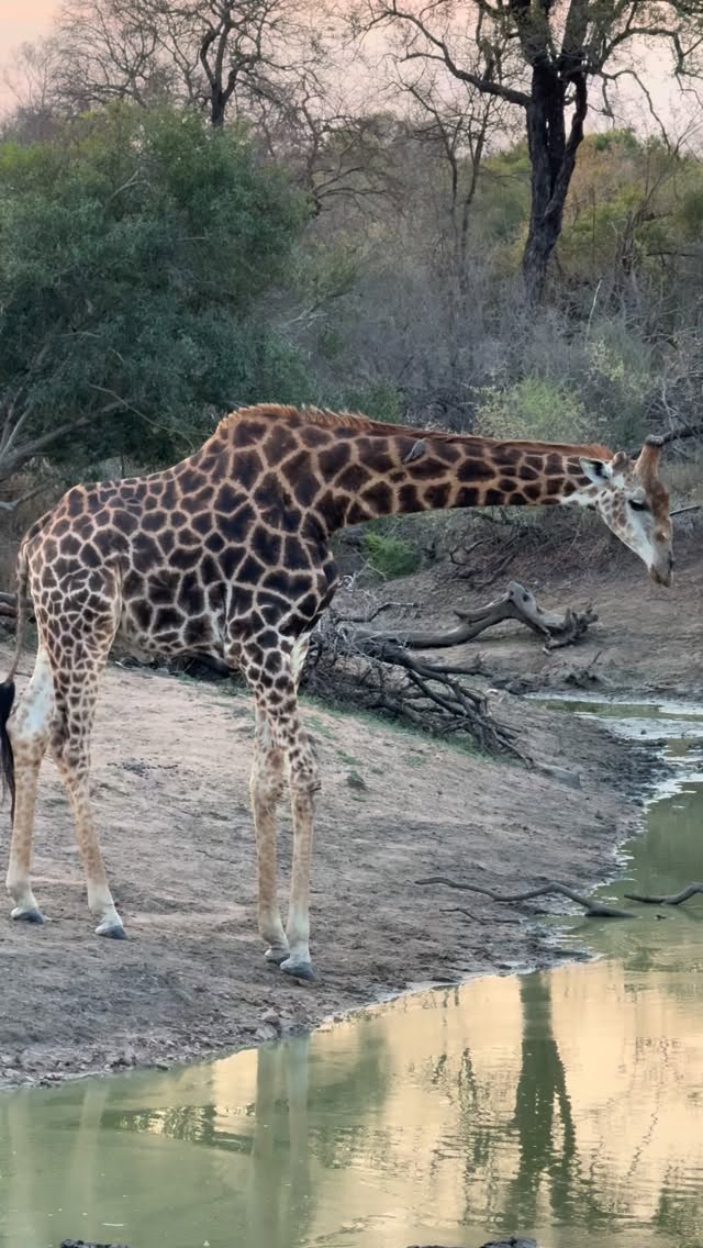 Just having a quiet drink… until the bushes make a noise.
Giraffes don’t mess around at a waterhole. One sip, one ear twitch, and suddenly it’s head up, eyes scanning, ready to move. Staying hydrated can be a scary thing when you are prey in the bush!
Have you ever been mid-sip and heard a “what was that?” sound?
Footage by @vivve._
#safari #africansafari #wildlifeofsa #wildlifesafari #wildlifeofinstagram
krugernationalpark thornybushgamereserve luxurysafari luxurysafarilodge travelsouthafrica southafricasafari big5 conservation thisissouthafrica soulful_moments wildlife