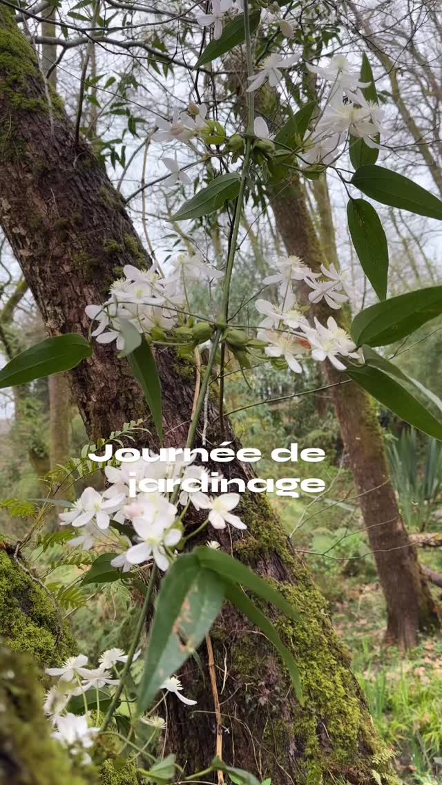 Mars un mois où il faut tout donner pour faire disparaître les stigmates de l’hiver
🌱un mois difficile où le temps est encore hésitant entre chaleur pluie ou fraîcheur subite, l’impatience gagne les jardiniers qui guettent la moindre pousse verte sortant de terre
👨🌾fleurs des hortensias cannas, bois mort tombé des arbres après la tempête tout doit être toiletté
🌱les hortensias ont déjà leurs feuilles bien développées pourvu qu’il n’y ai pas de gelée tardive comme en 2022🫣
🌴les fleurs des clématites Armandii, loropetalum, michelia et magnolias embaument l’air
🌱de la grisaille et de la pluie mais nous avons le cœur à l’ouvrage 👨🌾
Jardin des barthes classé remarquable sud des landes aux portes du pays basque
🌞ouverture le 25 avril
#garden #tropicalparadise #quefairedansleslandes #jardin #plantslovers