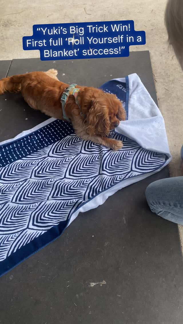 Yuki absolutely smashed her trick training yesterday!! 🙌🏻
⭐️Her first full “roll yourself in a blanket”! ⭐️
Weeks of shaping each step has turned into one gorgeous, snuggly success.
Proud is an understatement! 💙🐾
#activedogsnz #tricktraining #dogsofinstagram
