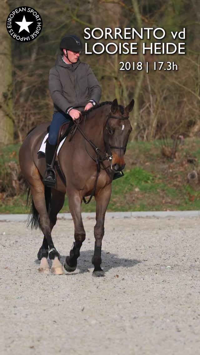 Our actual Superman, Sorrento, works a day job as a GP horse and recently moved to 1.40 which he clears easy easy. The scope on this horse is unreal. When this guy puts his cape on, he’s also a dream Big Eq horse, with the step, look and rideability of a top equitation horse. Also giving Talent Search vibes. A real Marvel. (See what I did there) 🦸 Jokes aside, he’s a fantastic horse with a huge potential for many big things. PM for details. 🦸♂️