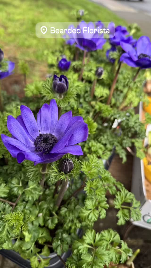 Spring is here again, which means we have lots of beautiful flowering spring bulbs and flowers #totnesflorist #naturallyabundant #devonflorist